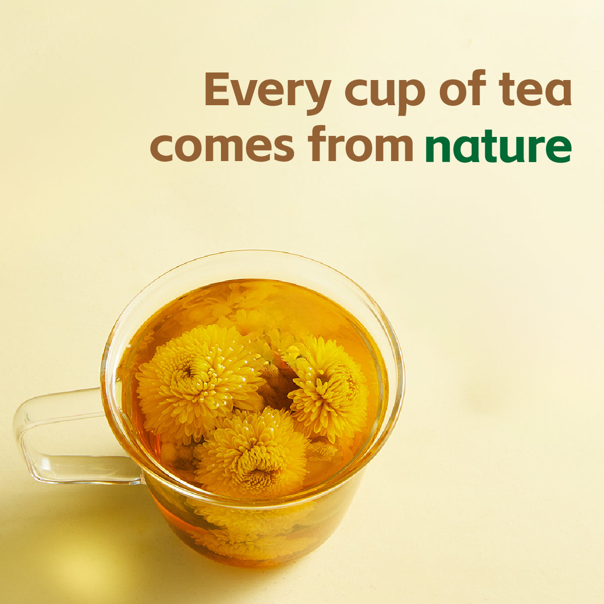 Dandelion Wolfberry Tea, Goji Berry Chrysanthemum Cassia Seed
